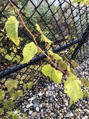 Vitis