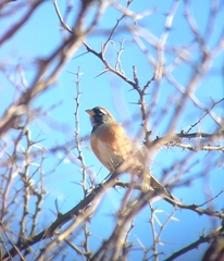 Saltatricula multicolor