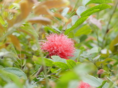 Calliandra haematocephala