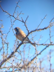 Saltatricula multicolor