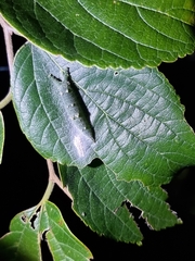 Hestina assimilis