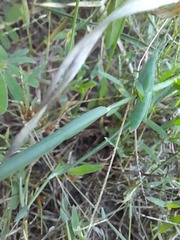 Atractomorpha lata
