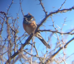 Saltatricula multicolor