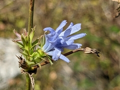 Cichorium intybus