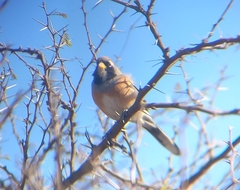 Saltatricula multicolor