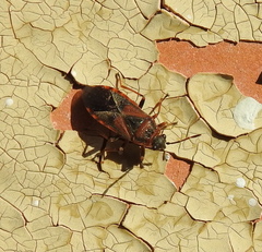 Arocatus melanocephalus