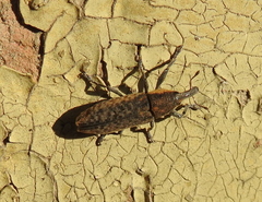Lixus subtilis