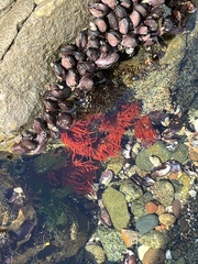 Anemonia alicemartinae
