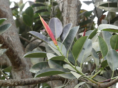 Ficus elastica