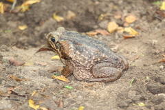Rhinella