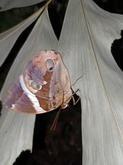 Thauria lathyi