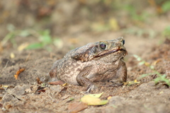 Rhinella