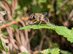 Eristalis tenax