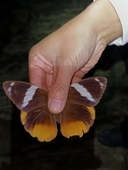 Thauria lathyi