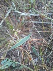 Atractomorpha lata