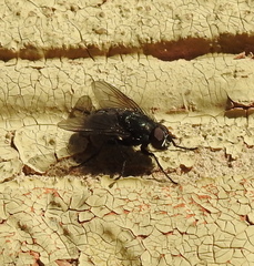 Calyptratae
