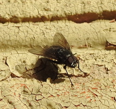 Calyptratae