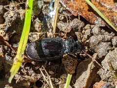 Nebria