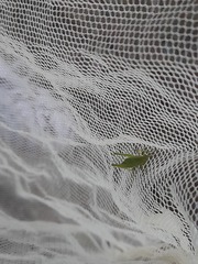 Atractomorpha lata