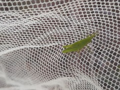 Atractomorpha similis