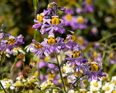 Schizanthus porrigens, photograph Nicolás Villaseca Merino, CC BY-SA, iNaturalist via GBIF