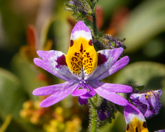 Nicolás Villaseca Merino, CC BY-SA, iNaturalist via GBIF Schizanthus porrigens, photograph Nicolás Villaseca Merino, CC BY-SA, iNaturalist via GBIF