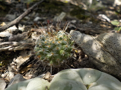 Mammillaria parkinsonii