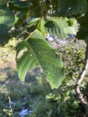 Alnus nepalensis
