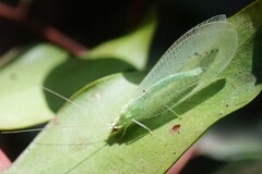 Pseudomallada basuto