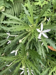 Hippobroma longiflora