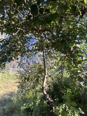 Alnus nepalensis