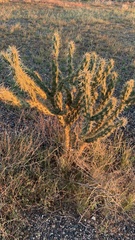Cylindropuntia acanthocarpa