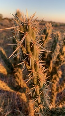 Cylindropuntia acanthocarpa