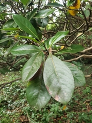 Machilus thunbergii