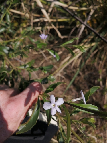 Freylinia tropica image