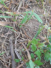 Atractomorpha lata
