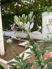 Cleome spinosa