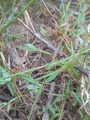 Trilophidia annulata