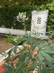 Cleome spinosa