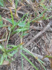 Atractomorpha lata
