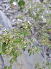 Lippia graveolens