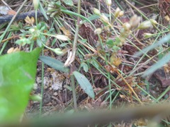 Trilophidia annulata