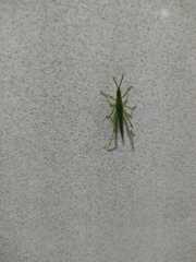 Atractomorpha similis