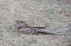 Hydropsalis torquata
