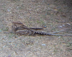 Hydropsalis torquata