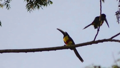Pteroglossus aracari