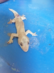 Gehyra mutilata