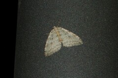 Epirrita dilutata