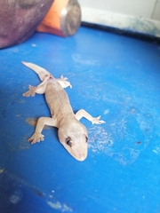 Gehyra mutilata
