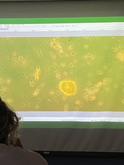 Miozoa
